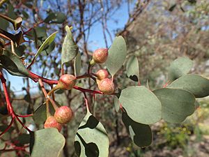 Eucalyptus websteriana buds