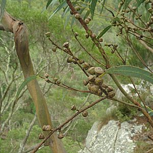 Eucalyptus wilcoxii fruit