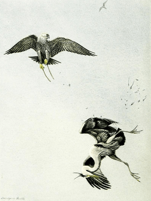 Falconry sport of kings (1920) Gerfalcon striking heron