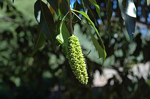 Flindersia pimenteliana fruit