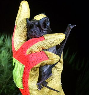 The endangered Florida bonneted bat, Eumops floridanus
