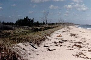Florida reed wild sea sanc
