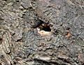 GT Tree Bumblebee nest in fallen Willow