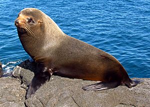Galapagos Fur Seal, Santiago Island.jpg