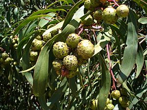 Galls on Acacia pycnantha