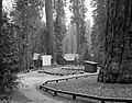 Giant Forest Amphitheater