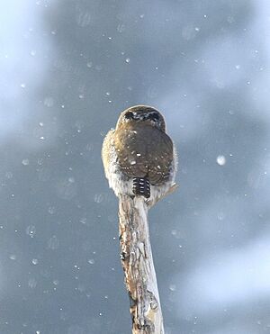 Glaucidium californicum Verdi Sierra Pines 2