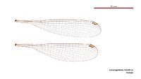 Griseargiolestes metallicus female wings (34696073111)