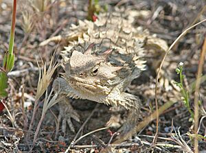 HORNED LIZARD, COAST (phrynosoma coronatum) (4-22-08) carrizo, saucito ranch -01 (2438185068).jpg