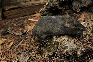 Heteromys nelsoni imported from iNaturalist photo 65355542 on 20 June 2020.jpg