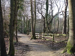High Woods Nr Little Common East Sussex - geograph.org.uk - 111197