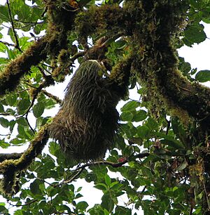Hoffman's Two-toed Sloth, Monteverde