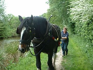 Horse Drawing Barge on the Kennet and Avon Canal