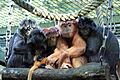 Image-Lutung Group 02 Zoo Hannover Germany