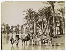 Inundation du Nil et palmiers.