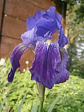 Iris germanica old form 03