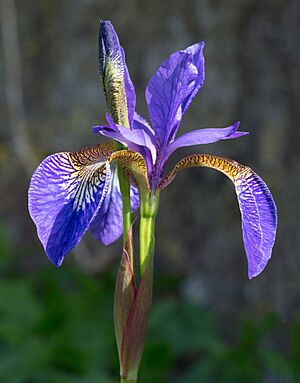 Iris sanguinea cultivar, Wakehurst Place, UK - Diliff.jpg