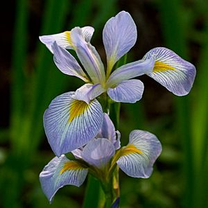 Iris virginica 2.jpg