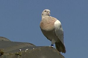 Joe the Pigeon.jpeg