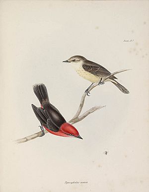 John Gould Zoology of the Voyage of the Beagle Pyrocephalus nanus