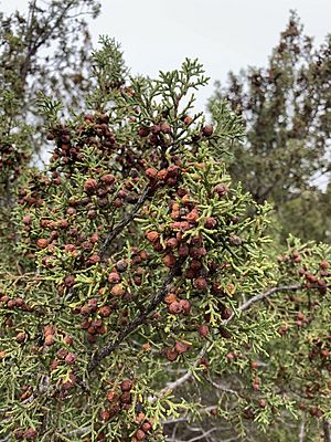 Juniperus pinchotii.jpg