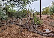 Justicia californica at the Desert Botanical Garden