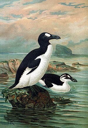 Keulemans-GreatAuk