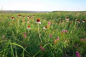 Kirwin Prairie Flowers (7468776398).jpg