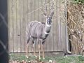 Kudu at the zoo
