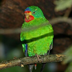 Lathamus discolor -captive-8-3c