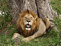 Lion in masai mara