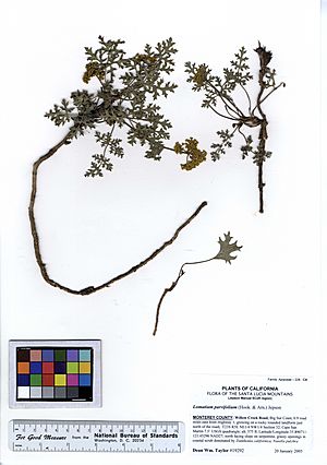 Lomatium parvifolium (5574056719).jpg