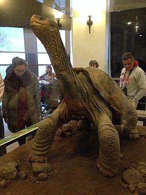 Lonesome George on display at the American Museum of Natural History