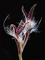 Lyginia barbata (female) - Flickr - Kevin Thiele
