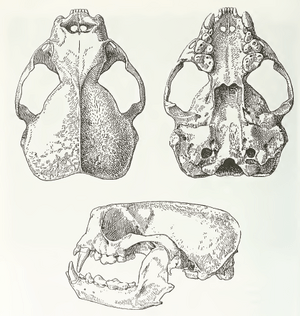 MSU V2P1b - Enhydra lutris skull