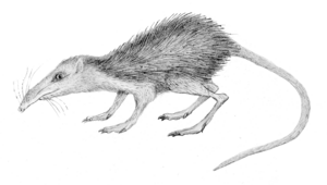 Macrocranion tenerum - reconstruction