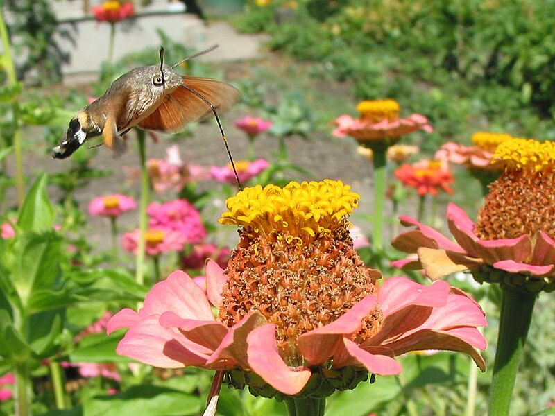 Macroglossum stellatarum