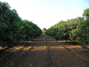 Mango Plantation near Sasan Gir, Gujarat