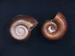 Marisa cornuarietis 000