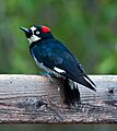 Melanerpes formicivorus -Madera Canyon, Arizona, USA -female-8-2c