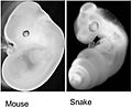 Mouse and Snake Embryos