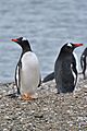 New Haven, Falkland Islands (7875577864)