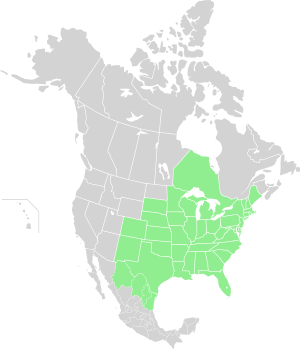 North America Range Perithemis tenera.svg