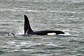 Orca Whale. Orcinus orca - Flickr - gailhampshire