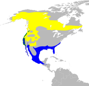 Oreothlypis celata map.svg