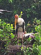 Painted Stork - Kumarakom Bird Sanctuary - IMG 3748