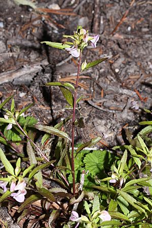 Pedicularis racemosa 0270.JPG