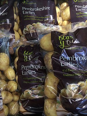 Pembrokeshire early potatoes in plastic bags produced by Blas y Tir