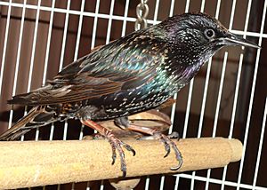 Pet European Starling Bird