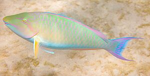Pez loro candelamoa (Hipposcarus harid), parque nacional Ras Muhammad, Egipto, 2022-03-30, DD 07.jpg